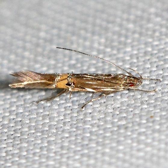 1472 Beautiful Cosmopterix Moth yard 5-22-12