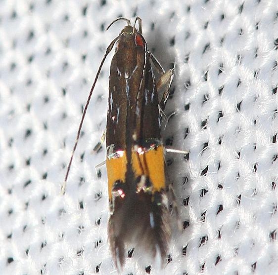 1472 Beautiful Cosmopterix Moth yard 7-25-12