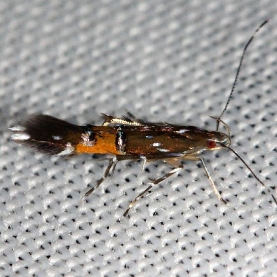 1472 Beautiful Cosmopterix MothShawnee St Pk Oh 6-15-13