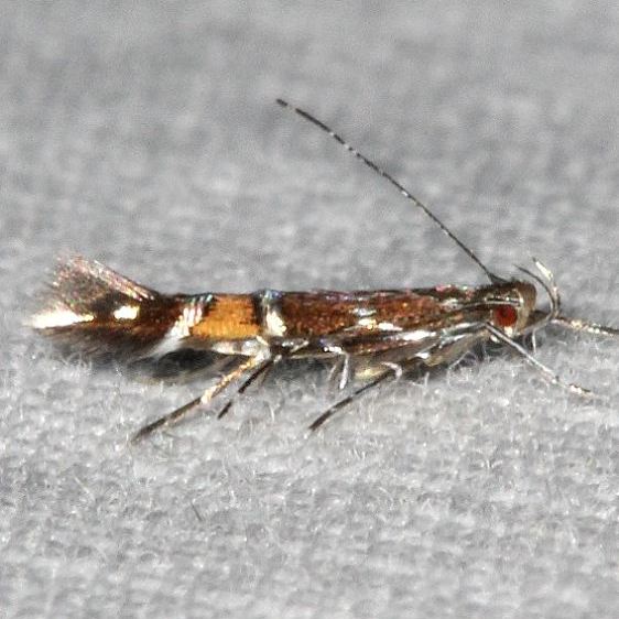 1473 Cosmopterix astrapias BG Carter Caves St Pk Ky 4-24-19