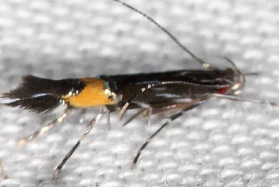 1476 Cosmopterix montisella tenative not confirmed by BG Desoto State Park Alabama 9-7-18 (9)_opt