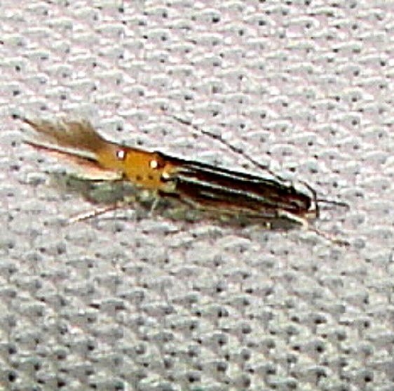 1480 Cosmopterix delicatella Gold Head Branch St Pk Fl 2-14-12