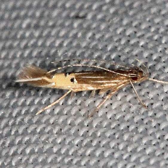 1480 Cosmopterix delicatella Lucky Hammock Everglades 2-23-14