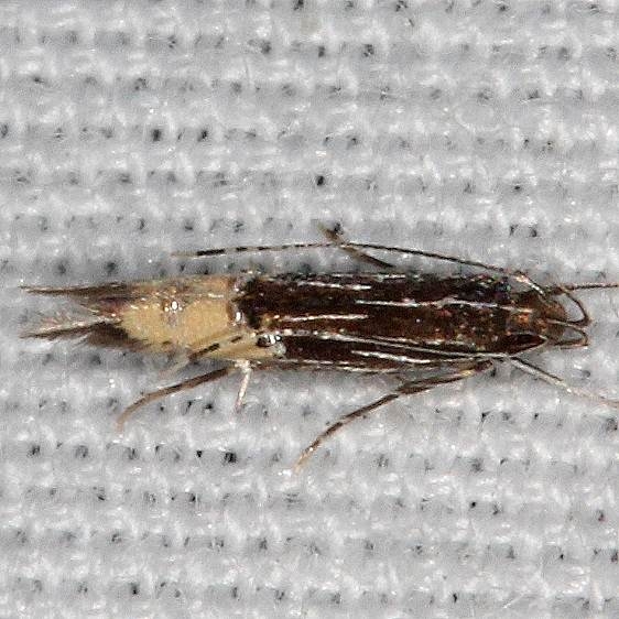 1481  Cosmopterix callichalca BG tentative need to disect to determine couple very similar Silver Springs St Pk Fl 9-25-18 (38)_opt (1)