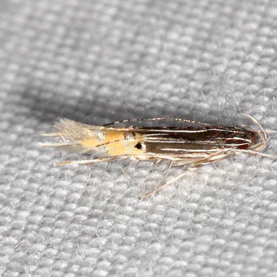 1481 Cosmopterix callichalca yard 7-16-19