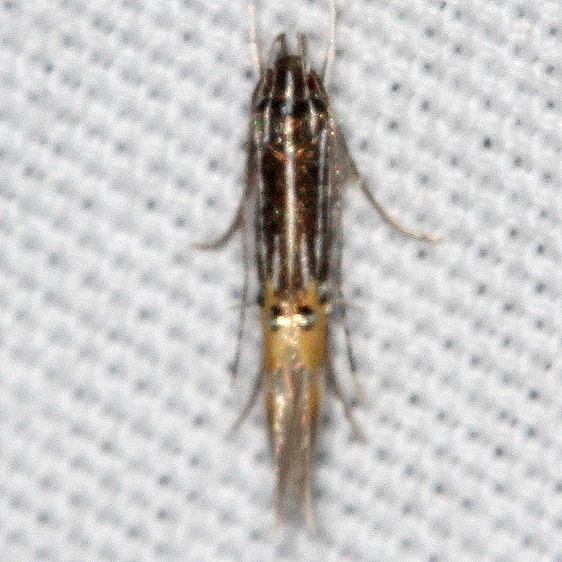 1481 Cosmopterix callichalca yard 9-9-19