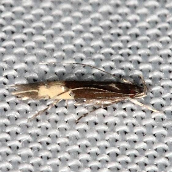 1485 Cosmopterix quadrilineela Collier Seminole St Pk 2-25-14