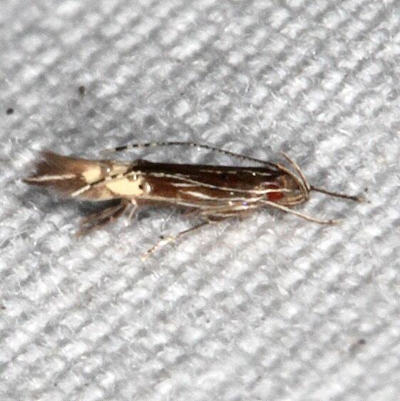 1486 Cosmopterix minutella BG Collier -Seminole St Pk Fl 3-4-21