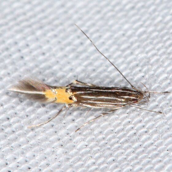 1486 Cosmopterix minutella yard-5-2024