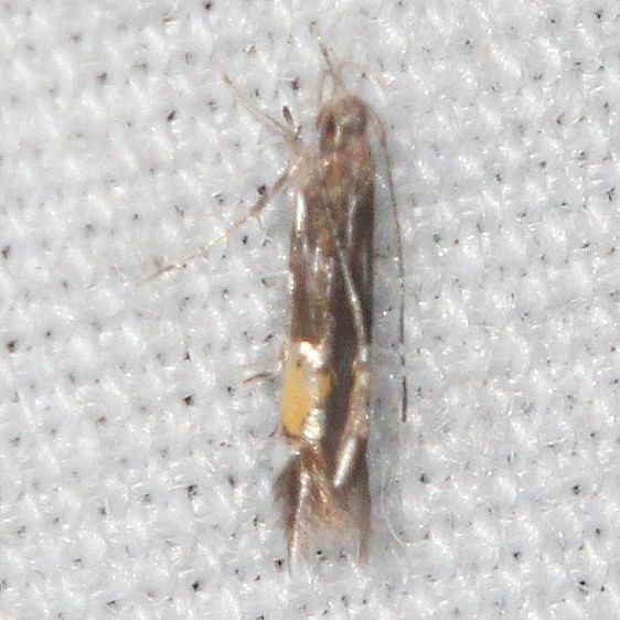 1487 Cosmopterix teligera Desoto State Park Alabama 9-8-18 (15)_opt