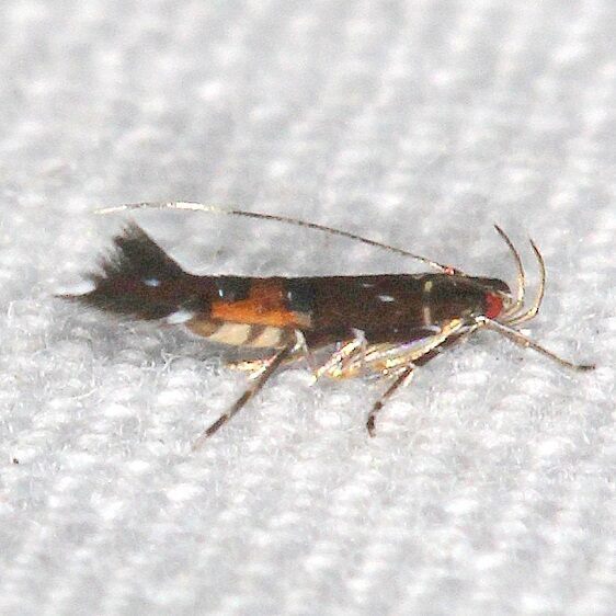 1490-Cosmopterix-gemmiferella-BG-Paynes-Prairie-St-Pk-Fl-G2-25-22-2