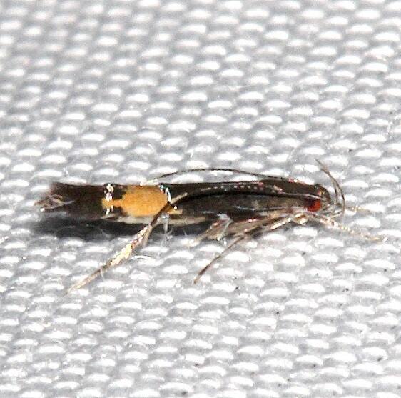 1491 Cosmopterix bacata BG Collier-Seminole St Pk Fl 1-10-24