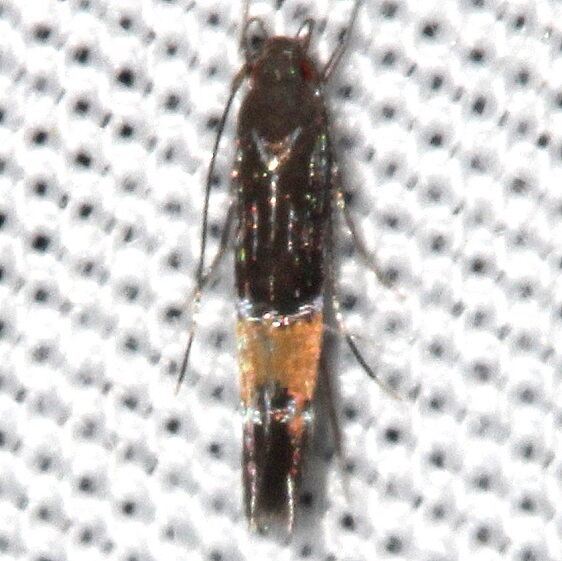 1491-Cosmopterix-bacata-BG-Collier-Seminole-St-Pk-Fl-1-10-24-2