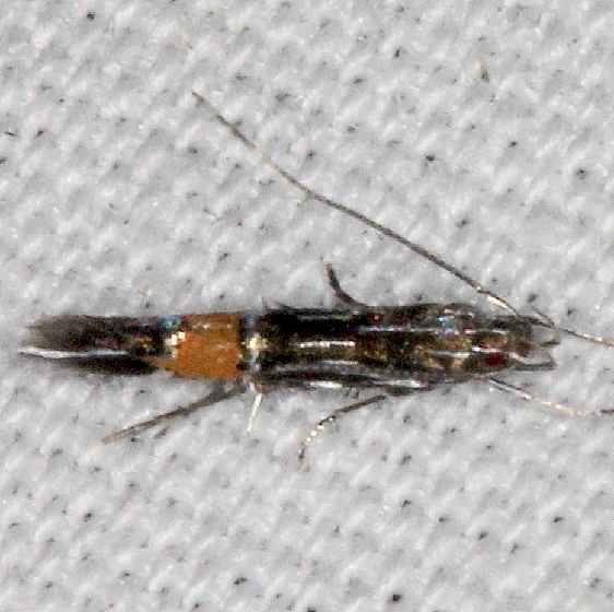 1492 Cosmopterix damnosa Silver Springs St Pk Fl 9-23-18 (80)_opt