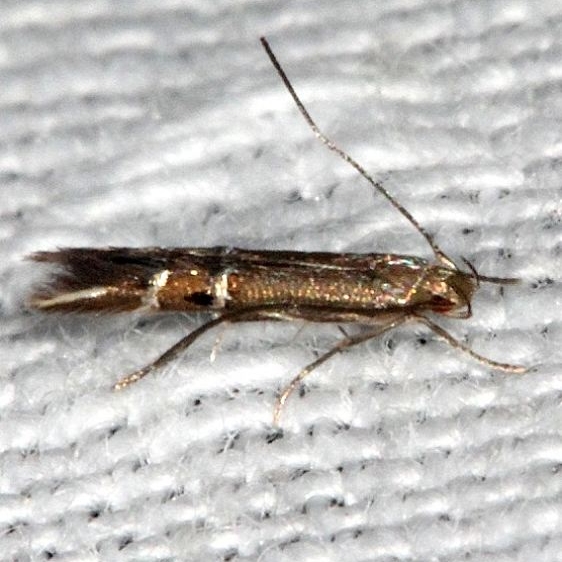 1496 Fernald's Cosmopterix Moth Long Pine Key Everglades 2-24-14