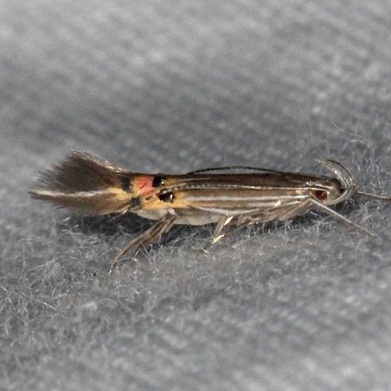 1497 Cosmopterix floridanella Collier-Seminole St Pk 3-6-15