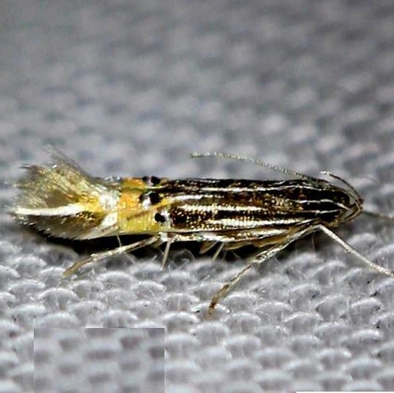 1497 Cosmopterix floridanella Pineland Everglades Natl Pk 3-8-13