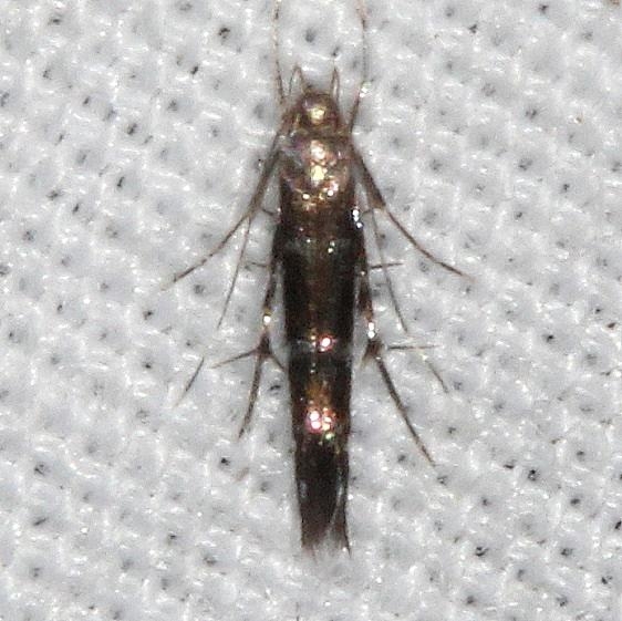 1497.97 Unidentified Cosmopterix Moth BG  Suwanee River St Pk Fl 9-20-18 (47)_opt