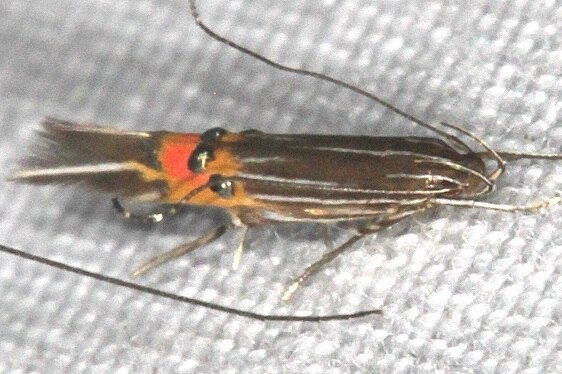 1497.97 Unidentified Cosmopterix-bear-Island-Big Cypress Preserve Fl 3-18-23