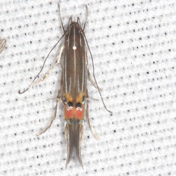 1497.97-Unidentified-Cosmopterix-bear-Island-Big-Cypress-Preserve-Fl-3-18-232