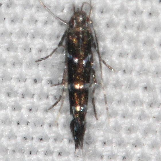 1498 no number for Cosmopterix-abnormalis BG Silver Springs St Pk Fl 9-25-18