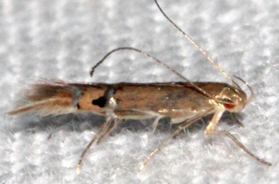 1498.96-Unidentified-Cosmopterix-Paynes-Prairie-St-Pk-Fl-3-8-23