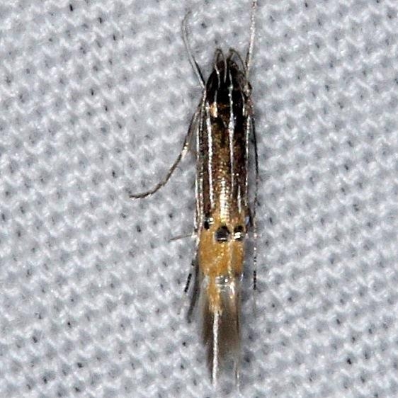 1498.97 Unidentified Cosmopterix Moth yard 7-8-14