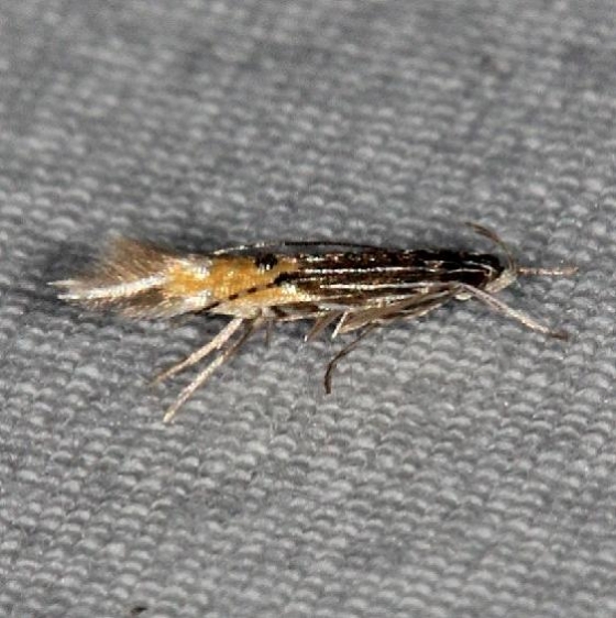 1498.97 Unidentified Cosmopterix Moth yard Orient Oh 7-8-14