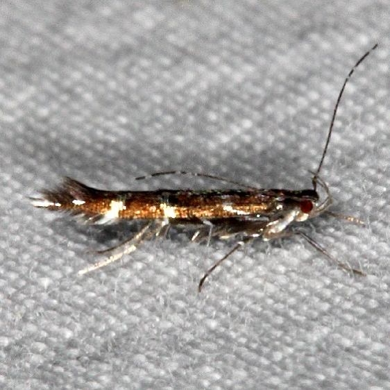 1498.97 Unidentified Cosmopterix Moth yard 5-7-15