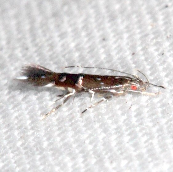 1498.97 Unidntified Cosmopterix-BG Paynes Prairie St-Pk Fl 1-25-24