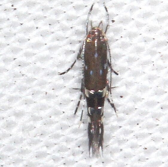 1498.97-Unidntified-Cosmopterix-BG-Paynes-Prairie-St-Pk-Fl-1-25-24-2