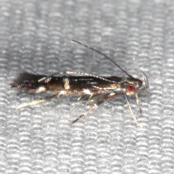 1499 Unidentified Cosmopterix Moth Bear Island Big Cypress Preserve Fl 3-2-21