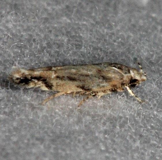 1507.97 Unidentified Melanocinclis Moth  BG Collier-Seminole St Pk 3-7-15 (30)