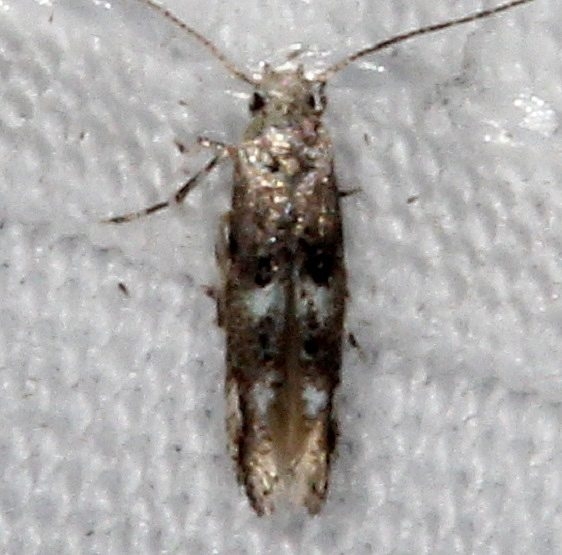 1507.97 Unidentified Melanocinclis Moth  BG Oscar Scherer St Pk Fl 2-27-17 (2)