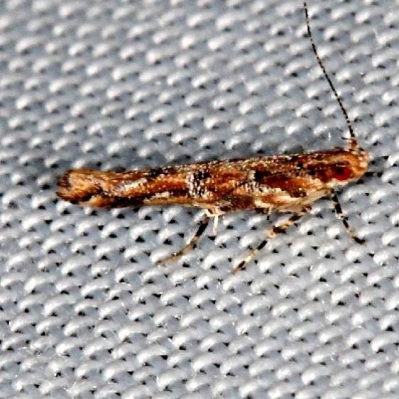 1512 Pink Scavenger Caterpillar Moth Moth Pine Glade Lake Everglades 2-21-14