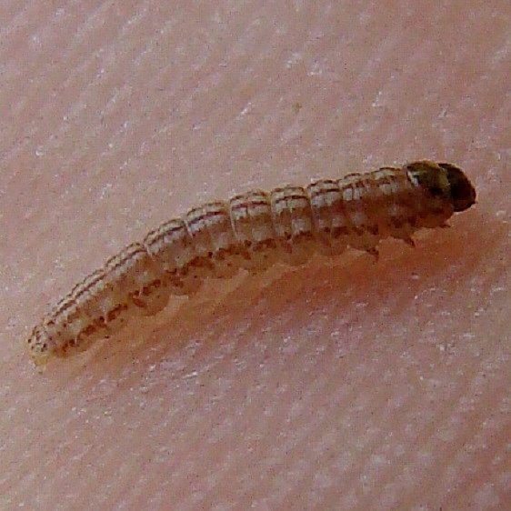 1515 Shy Cosmet Caterpillar Eating Cattail seeds Manistique Mich 10-1-12_opt