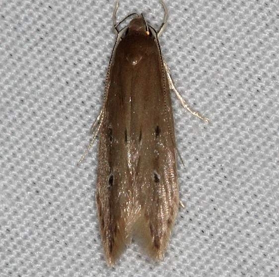 1515 Shy Cosmet Moth yard 6-7-14