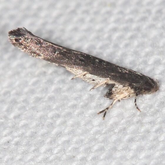 1523 Perimede erransella Paynes Prairie St Pk Fl 2-25-22