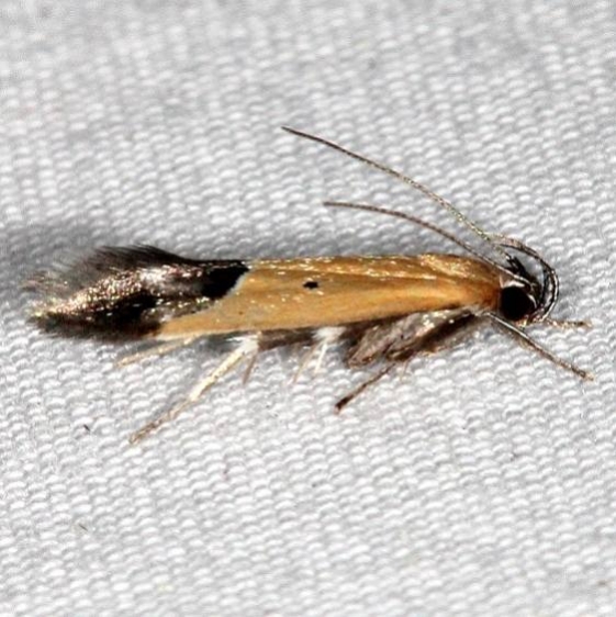 1524 Sweetclover Root Borer Moth Oscar Scherer St Pk Fl 2-28-17_opt