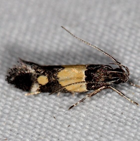 1527 Triclonella determinatella Campsite 119 Falcon St Pk Texas 10-27-16 (8)_opt