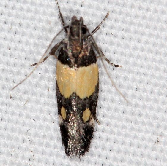 1527 Triclonella determinatella Campsite 119 Falcon St Pk Texas 10-27-16_opt