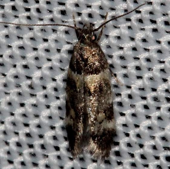 1527 Triclonella determinatella Pine Glade Lake Everglades 2-21-14