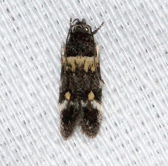 1527 Triclonella determinatella Pineland Everglades 2-18-14