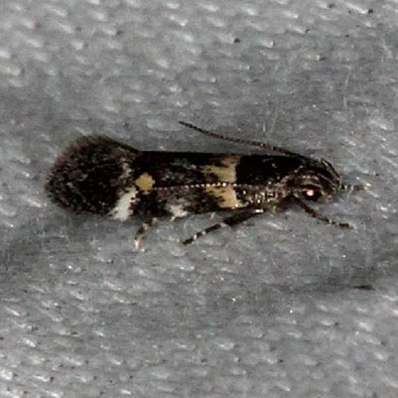 1527 Triclonella determinatella Pineland Everglades 2-18-14