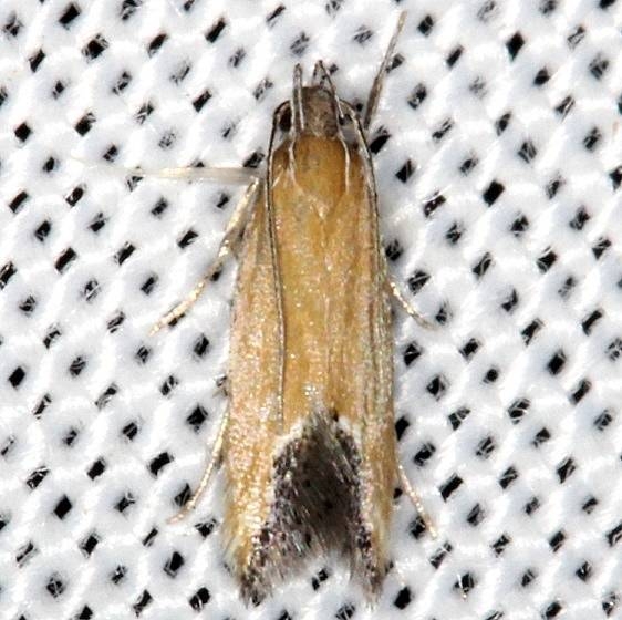 1528.98 Triclonella Moth New Species NABA Gardens Mission, Texas 11-4-13