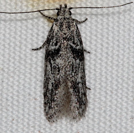 1559.97 Unidentified Anoncia Moth possibly 1553 A. noscres, 1555 A. venis, 1558 A. smogops BG Colorado National Monument 6-17-17 (100)