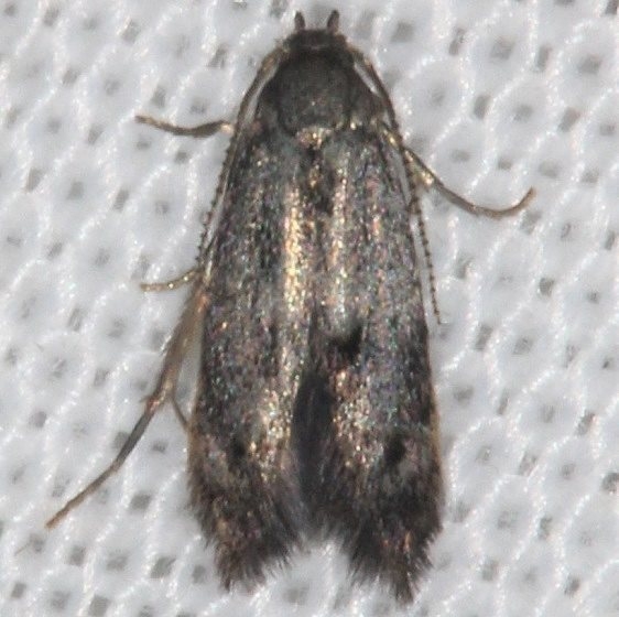 1573 Periploca laeta tentative Lake of the Woods BG noID Ontario 7-20-16_opt