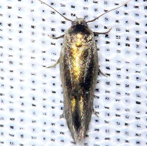 1586.97 Unidentified Periploca Moth BG Alexander Springs Ocala Natl Forest 3-18-13 (15)