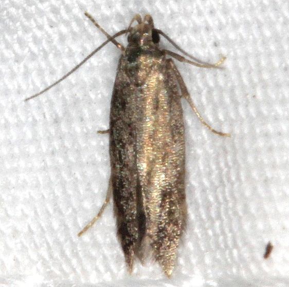 1586.97 Unidentified Periploca Moth yard 7-17-20