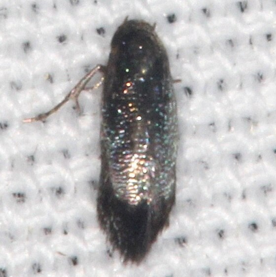 1589.97 Unidentified Siskiwitia-BG-Bear-Isalnd Big Cypress Preserve Fl 3-7-22